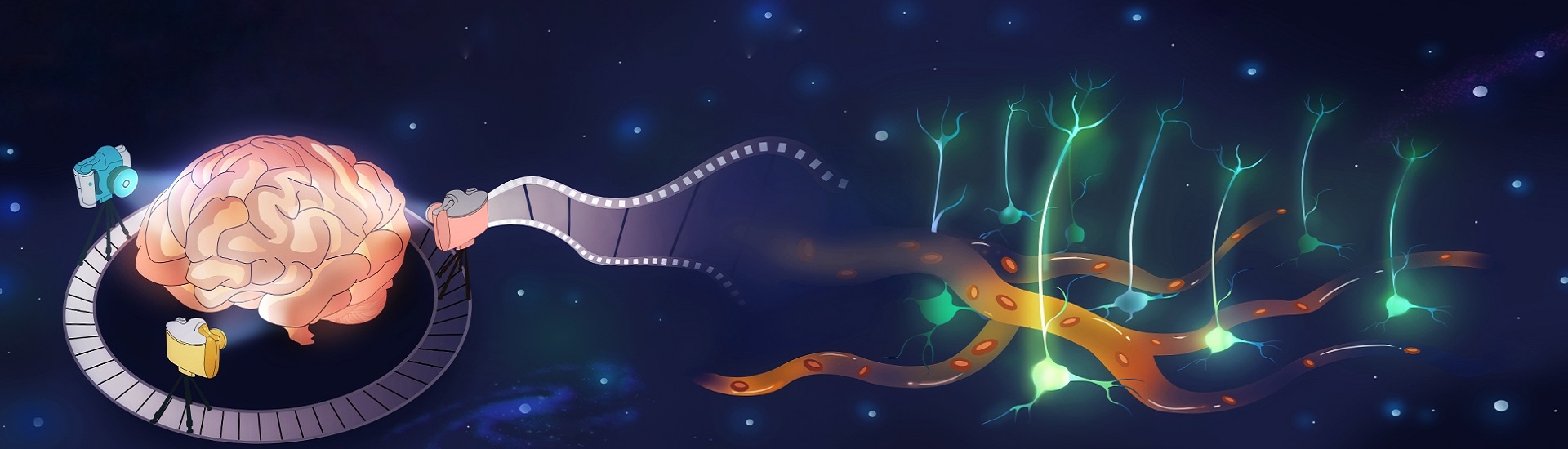 新型光場顯微鏡高速記錄大腦神經元活動和血流的快速動態變化